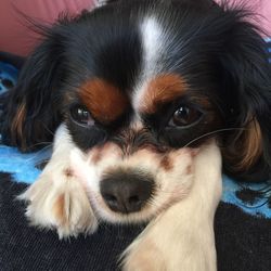 Close-up portrait of dog