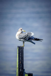 Low angle view of seagull flying against sky