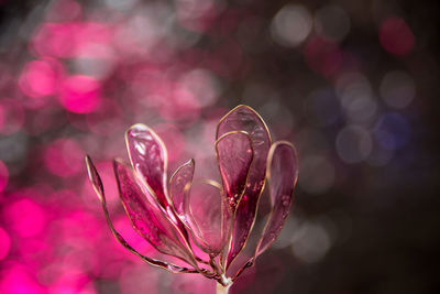 Close-up of pink flowering plant