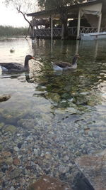 View of ducks swimming in lake