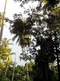 Low angle view of trees against sky