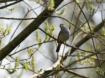 Low angle view of bird perching on tree