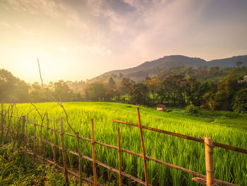 Scenic view of agricultural field against sky