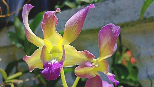 Close-up of day lily blooming outdoors