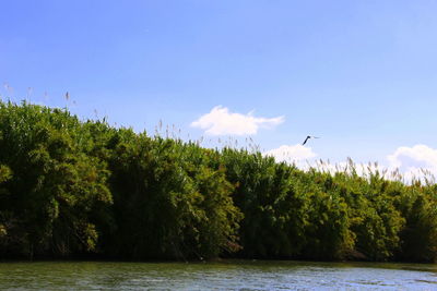 Scenic view of trees and plants against sky