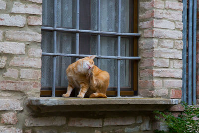 Dog looking through window