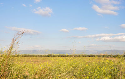 Scenic view of agricultural field against sky