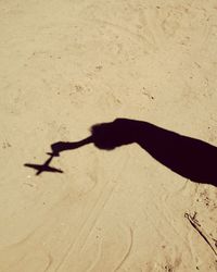 Shadow of a bird on sand