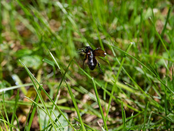 Close-up of insect on grass