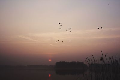 Birds flying over dark sky