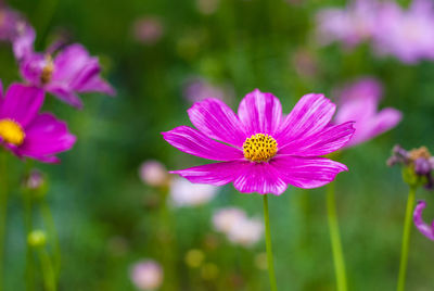 Close-up of pink cosmos flower