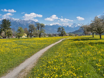 Scenic view of grassy field against sky