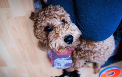 High angle view of portrait of dog