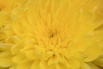 Full frame shot of yellow flower