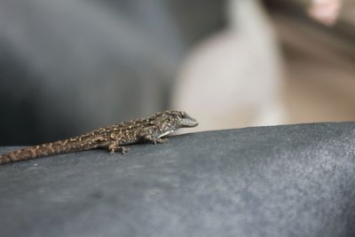 Close-up of lizard on retaining wall