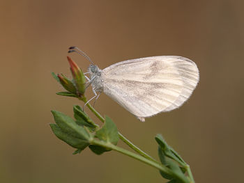 Close-up of butterfly on plant