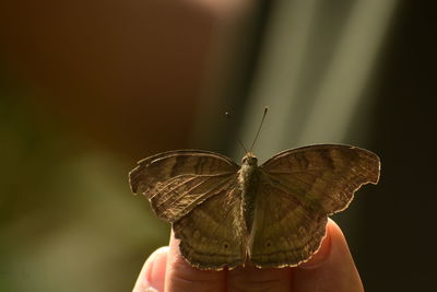 Close-up of butterfly on hand holding leaf