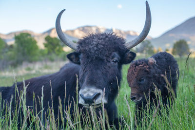 Close-up of cattle on field