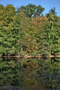 Scenic view of lake in forest