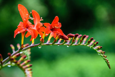 Close-up of red flower blooming outdoors