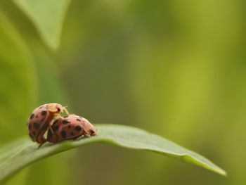 Close-up of ladybug on leaf