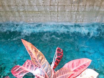 Cropped image of pink water