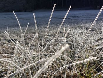 Close-up of dry grass on field during winter