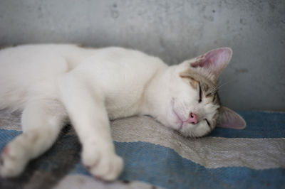 Close-up of cat sleeping