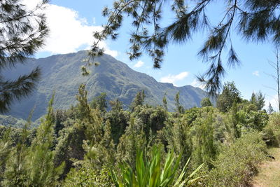 Low angle view of trees on mountain against sky