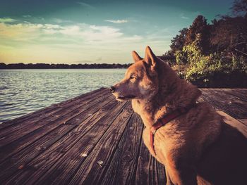 Dog looking away while standing on lake against sky