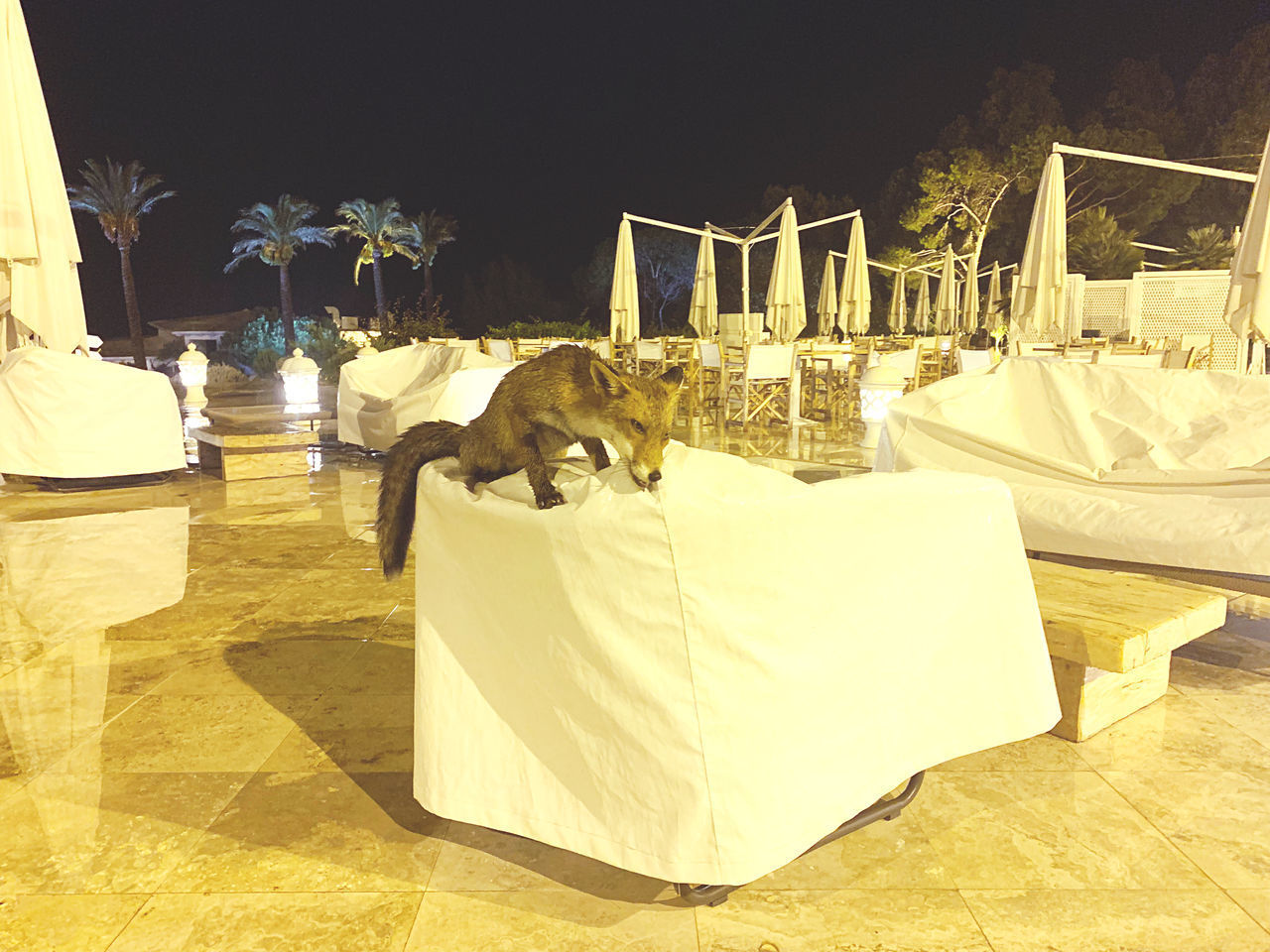 CAT SITTING ON CHAIR BY TABLE