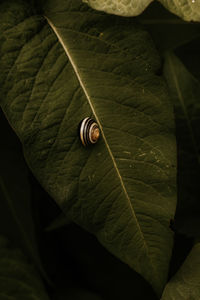 leaf