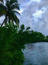 Scenic view of palm trees against sky