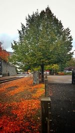 Trees in cemetery against sky during autumn