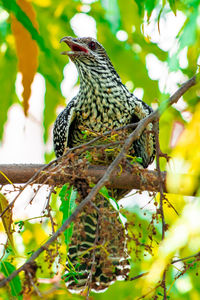 Low angle view of bird perching on branch