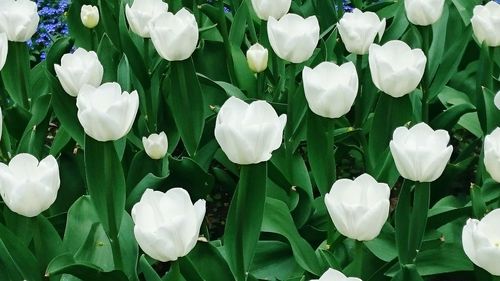 Close-up of white flowers