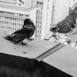 Cute raven in the city