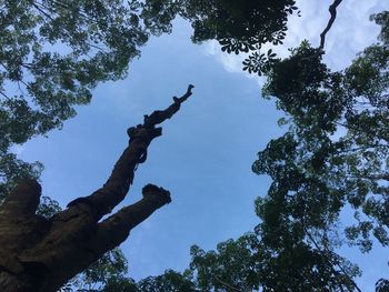 Low angle view of trees against sky