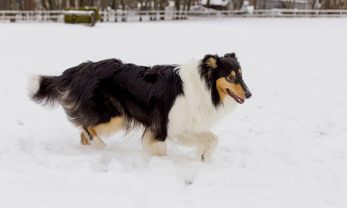 Side view of a dog walking in snow