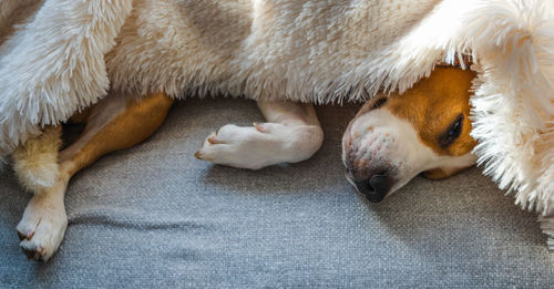 High angle view of dogs sleeping on bed