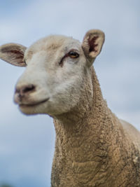 Close-up of a sheep against sky