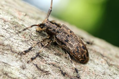 Close-up of insect on rock