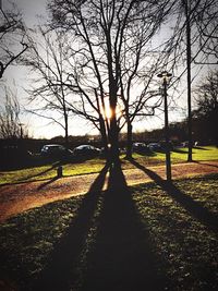 Sun shining through trees on grassy field