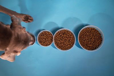 Directly above shot of dog eating food