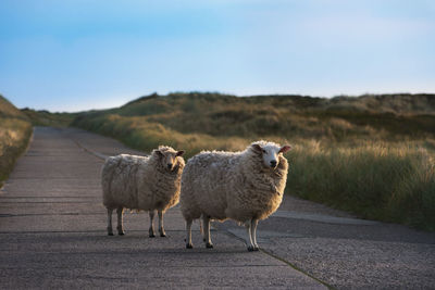 Sheep standing on road against blue sky