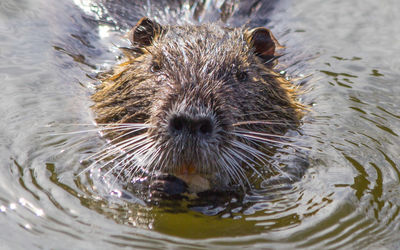 Close-up of water vole swimming in water