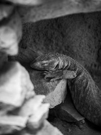 Close-up of lizard on rock