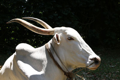 Portrait of a white asian bull with horns 