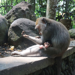 Monkey sitting on rock