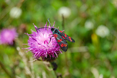Close-up of insect on purple thistle flower